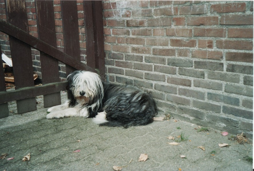 chico op zijn stekje